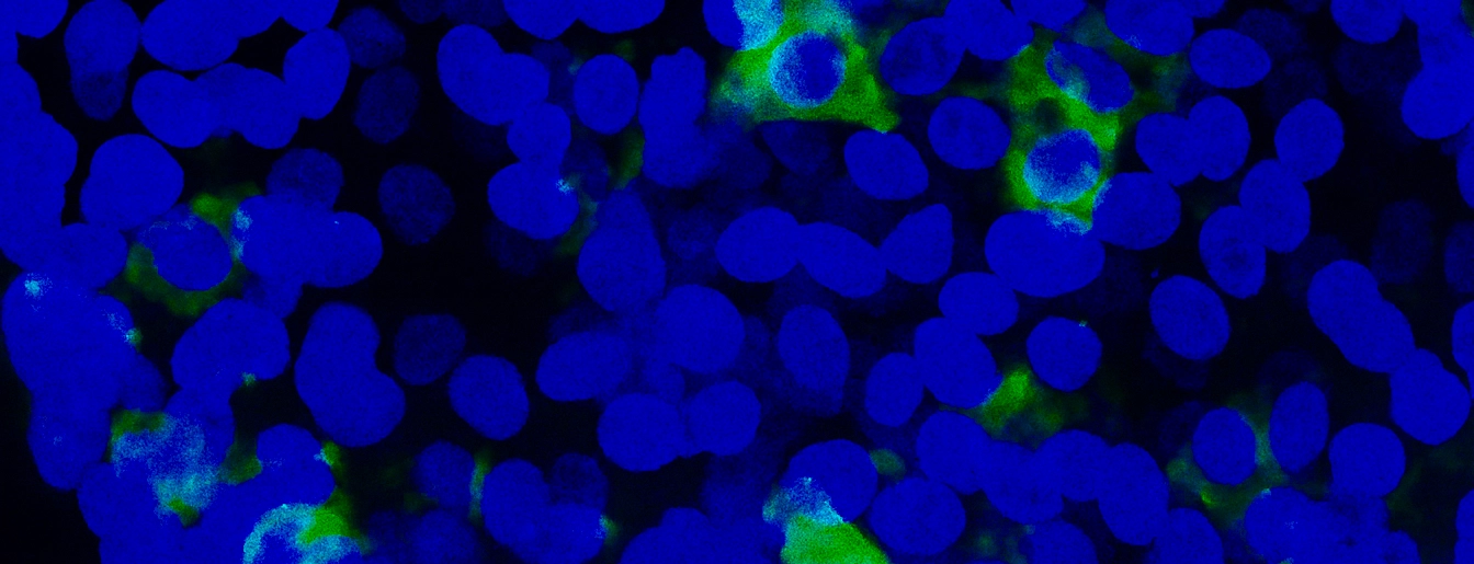 Ben-Zvi Lab Lab Image