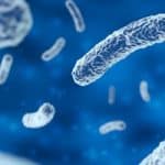 Could Stress Turn Our Gut Bacteria Against Us? New Research Looks For Answers
