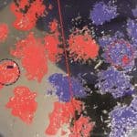 Magnets On Hand For Separating Chiral Crystals