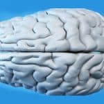 Scientists Replicate The Blood-Brain Barrier On A Chip