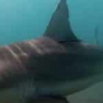 How Israel Became An Unlikely Shark Research Hub, According To A Marine Ecology Expert
