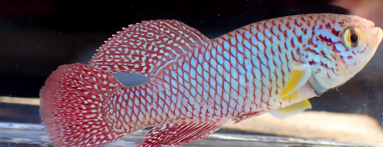Harel Lab Lab Image