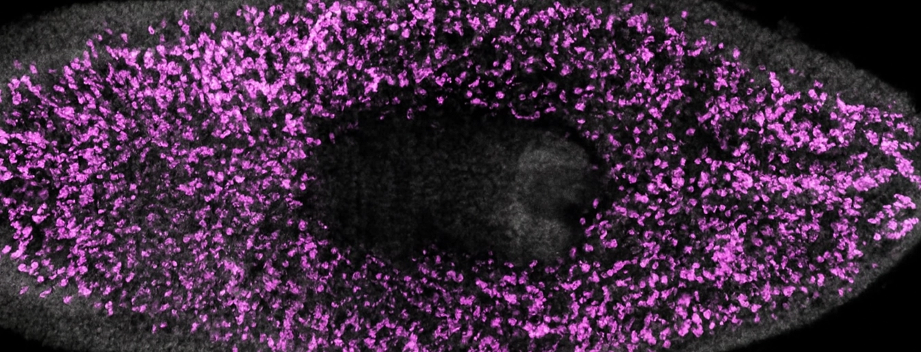 Wurtzel Lab Lab Image