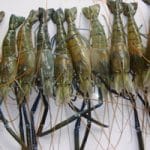 Ben-Gurion University Develops Disease-Fighting ‘Super-Shrimp’