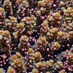 Climate Change Is Knocking Coral Mating Dance Out Of Sync, Israeli Study Finds
