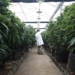 BGU researchers develop medical cannabis protocol for geriatric patients