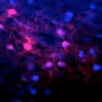 A New Study Implants Emotional Memories in Mice