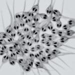 Bizarre cousin of jellyfish doesn’t breathe oxygen
