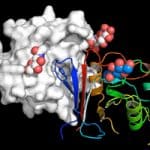 Decoy Molecule Neutralizes a Range of Viruses