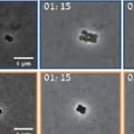 Hebrew University study shows aggressive bacteria can be controlled or even cured.