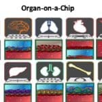 Israel, US researchers create ‘mini Human-on-a-Chip’ to speed up drug testing