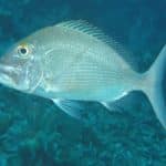 Israeli research may help fish multiply, tackle world hunger