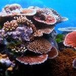 This Undersea Imaging Technology Helps Oceanographers and Researchers.