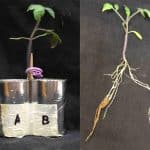 The Soil Talks Back