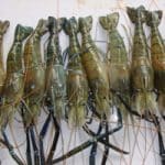 The Future of Prawn Farming Is Female