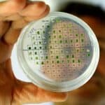 Israeli scientists produce energy from plants