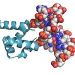 Which came first?… An experiment in recreating primordial proteins solves a long-standing riddle