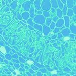 Researchers control cattle microbiomes to reduce methane and greenhouse gases