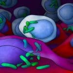 Cells inside Cells: The Bacteria That Live in Cancer Cells
