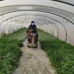 Israelis turning watermelon waste into fuel of the future
