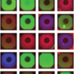 Israeli team develops artificial cells for the study of dangerous viruses