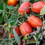 Hebrew U researchers develop tomato that fights degenerative diseases