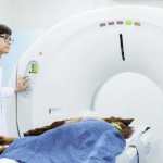 MRI Scans of Mammals Indicate Equal Connectivity