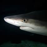 Uncovering The Commutes Of Israel’s Sharks