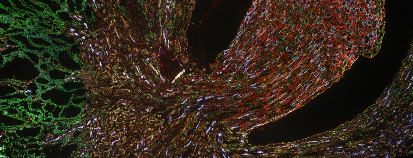 Dvela-Levitt Lab Lab Image