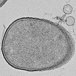 Bacteria Could Provide Us with the Next Antivirals