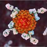 Antibody responses against seasonal common cold coronaviruses may protect against SARS-CoV-2