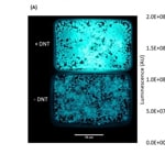 E. coli mutations can help locate land mines, research shows