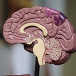 Keeping weight off is up to your brain, not just willpower, Ben-Gurion U researchers discover