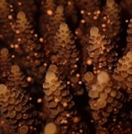 Light pollution at night wrecks coral reproductive cycle
