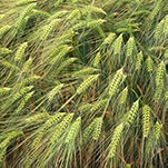 Wheat absorbs phosphorus from desert dust