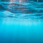 Tel Aviv University researchers go underwater to study how sponge species vanished