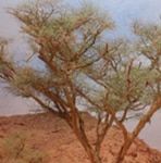 New Study Presents A Gloomy Climate Future for the Middle East