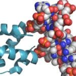 Technion solves decades-old problem surrounding protein synthesis
