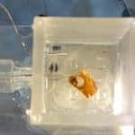 Israelis wire locust ear to a robot, pioneering part-animal part-machine tech