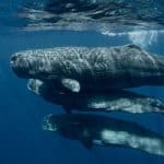 Israel’s University of Haifa to Help Decode the Language of Whales in Global, Machine Learning Research Project