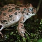 Survivability of animal species depends on the number of offspring, TAU researchers say