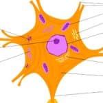 A novel method for the rapid repair of peripheral nerve injuries