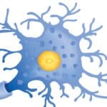 A novel method for the rapid repair of peripheral nerve injuries