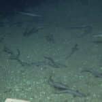 Huge deep-sea shark hotspot found off coast of Tel Aviv