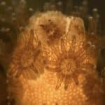Scientists identify for the first time live immune cells in a coral and sea anemone