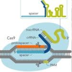 CRISPR Applications in Medicine Depend on Minimizing Off-Target Editing
