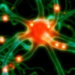Could artificial neurons mimic the human brain? – HU study