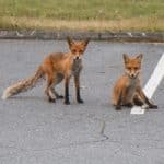 Did Nature Make a Brief Comeback During COVID Lockdowns? Not Exactly