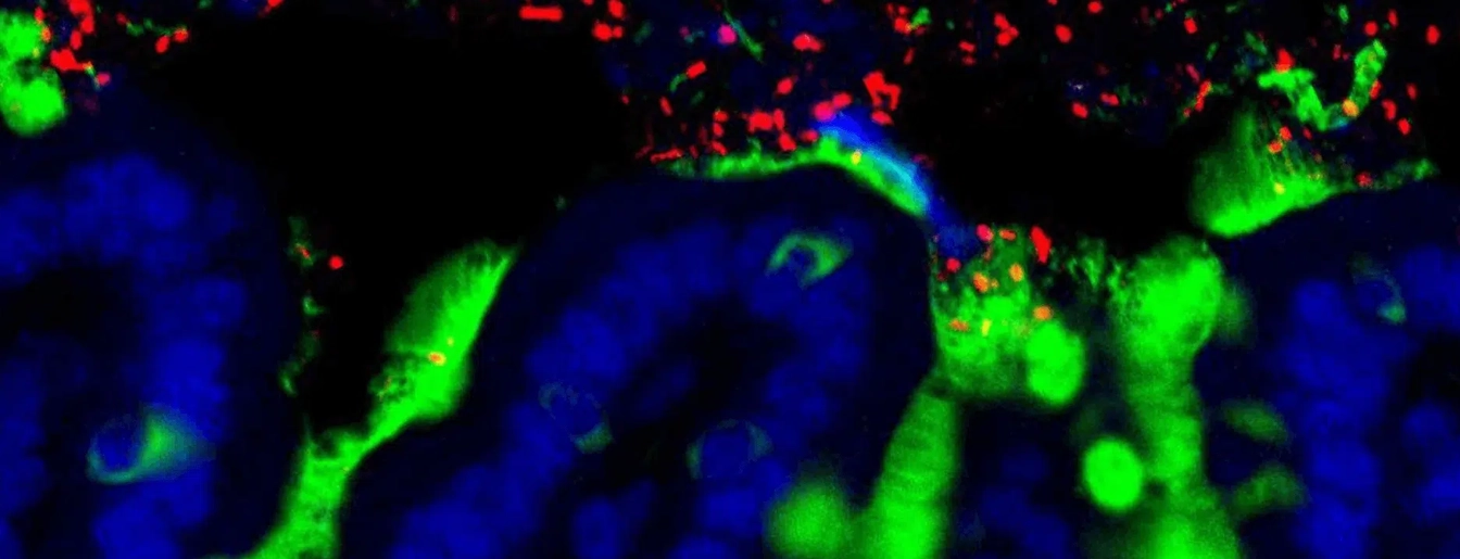 Lior Lobel Lab Lab Image