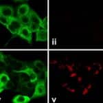 Making Cells Talk Again